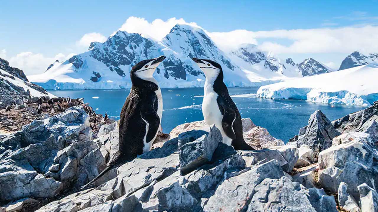 5 Descubre la majestuosidad de la Antártida con NCL Norwegian