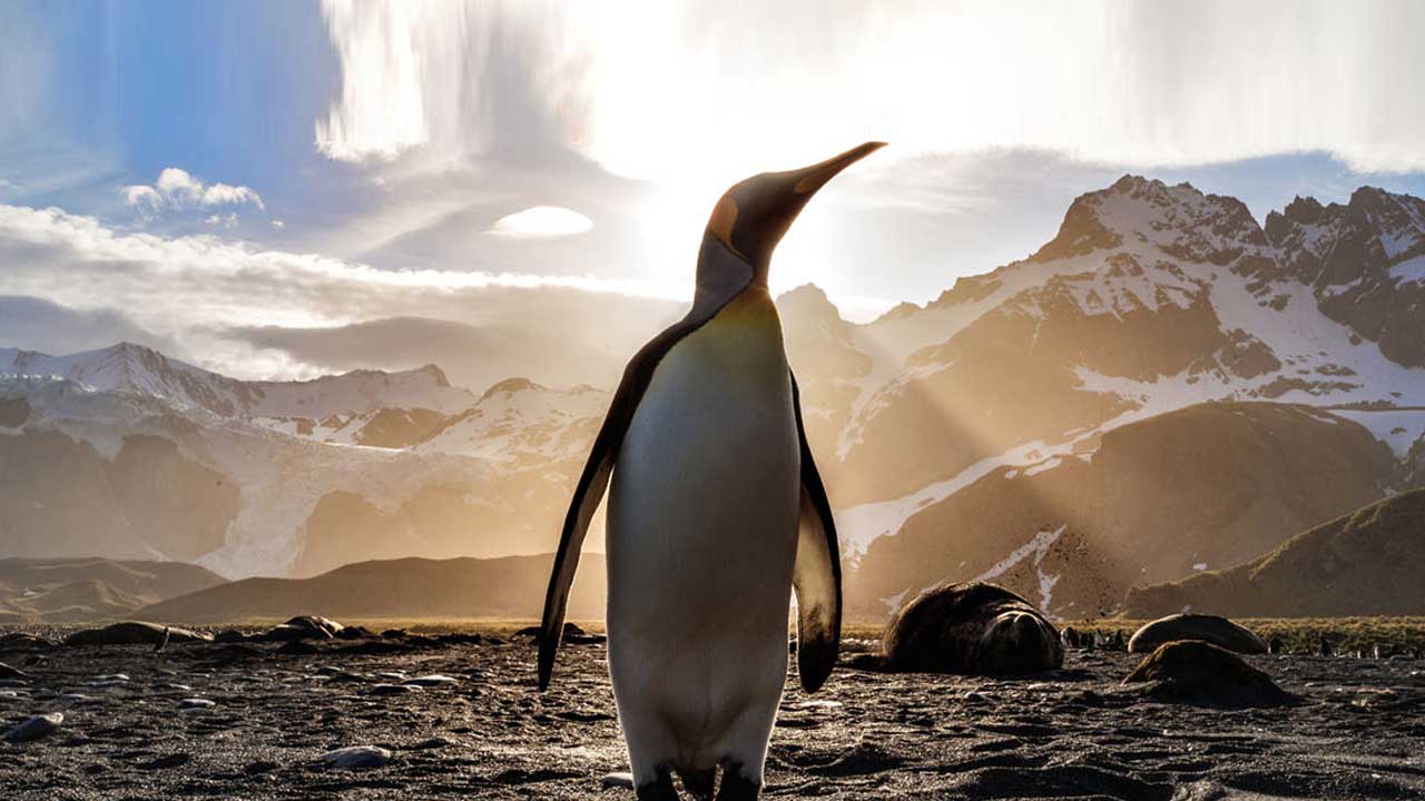 6 Embárcate en una aventura única con los cruceros a la Antártida de Princess en 2025.